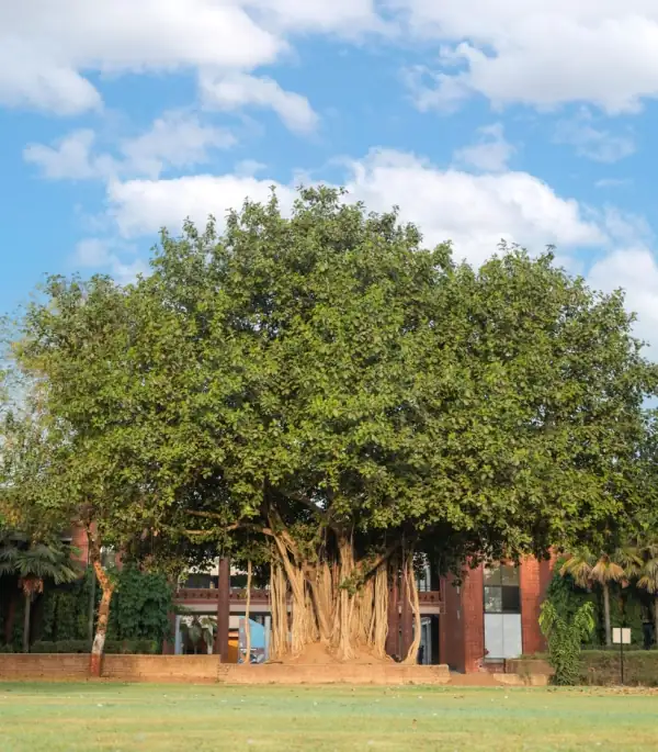 Large banyan tree on the green campus of Nalanda School Vadodara